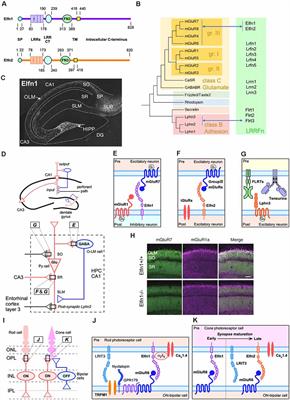 Trans-Synaptic Regulation of Metabotropic Glutamate Receptors by Elfn Proteins in Health and Disease